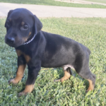 Lancelot. (Macho )