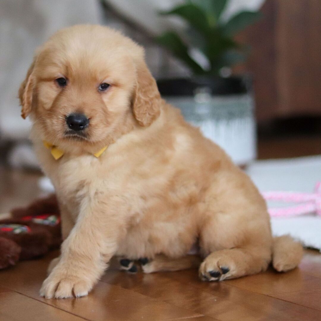 Leo Male Leo ( Macho ) - Imagen 1