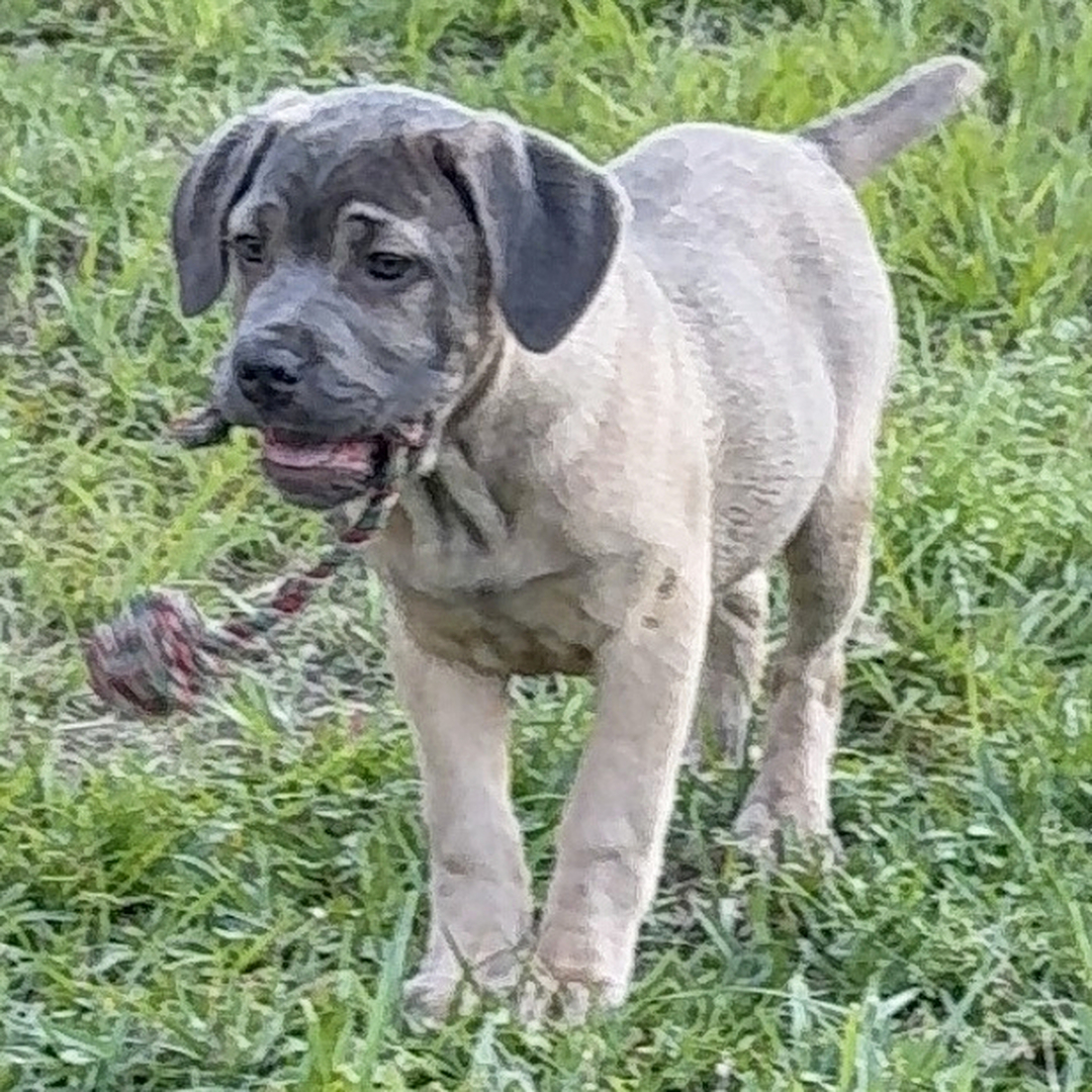 Lllac Female Lillac ( Hembra ) - Imagen 1