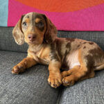 Lola ( Hembra )