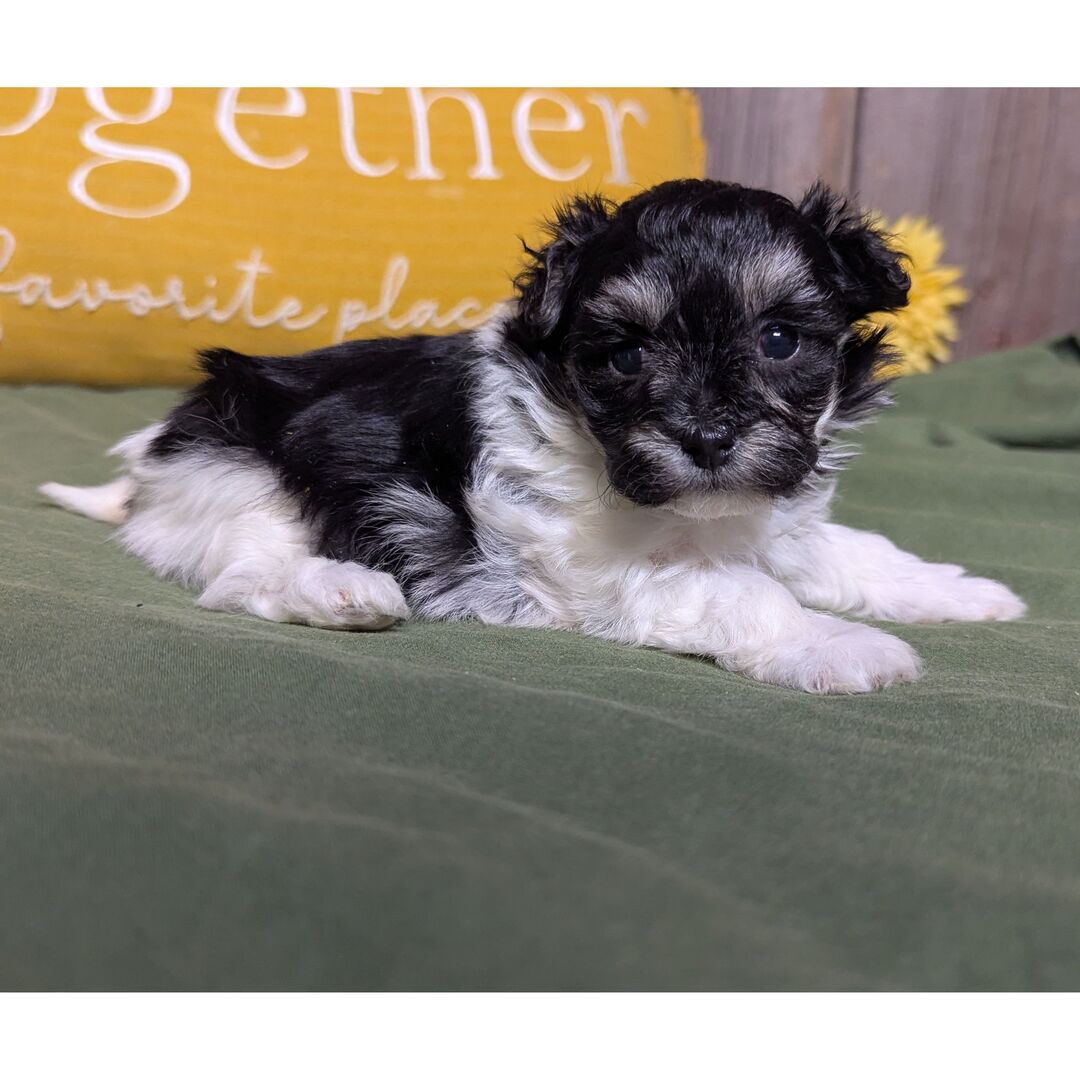 Lola Female Lolar ( Hembra ) - Imagen 1