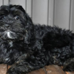 Lonnie ( Macho )