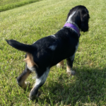 Maizie ( Hembra )