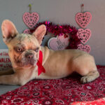 Margot ( Hembra )