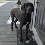 Max ( Macho )