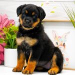 Mollie ( Hembra )
