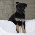 Molly ( Hembra )