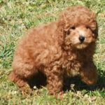 Muki ( Macho )