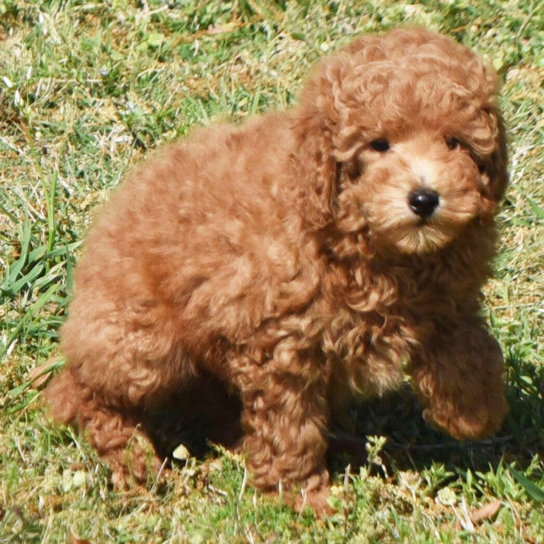 Muki Male Muki ( Macho ) - Imagen 1