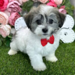 Myron ( Macho )