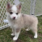 Oakley ( Macho )