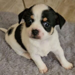 Oreo ( Hembra )