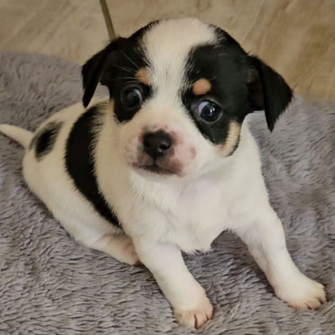 Oreo Female Oreo ( Hembra ) - Imagen 1