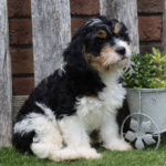 Oscar ( Macho )