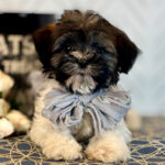 Otis ( Macho )