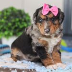Peggy ( Hembra )