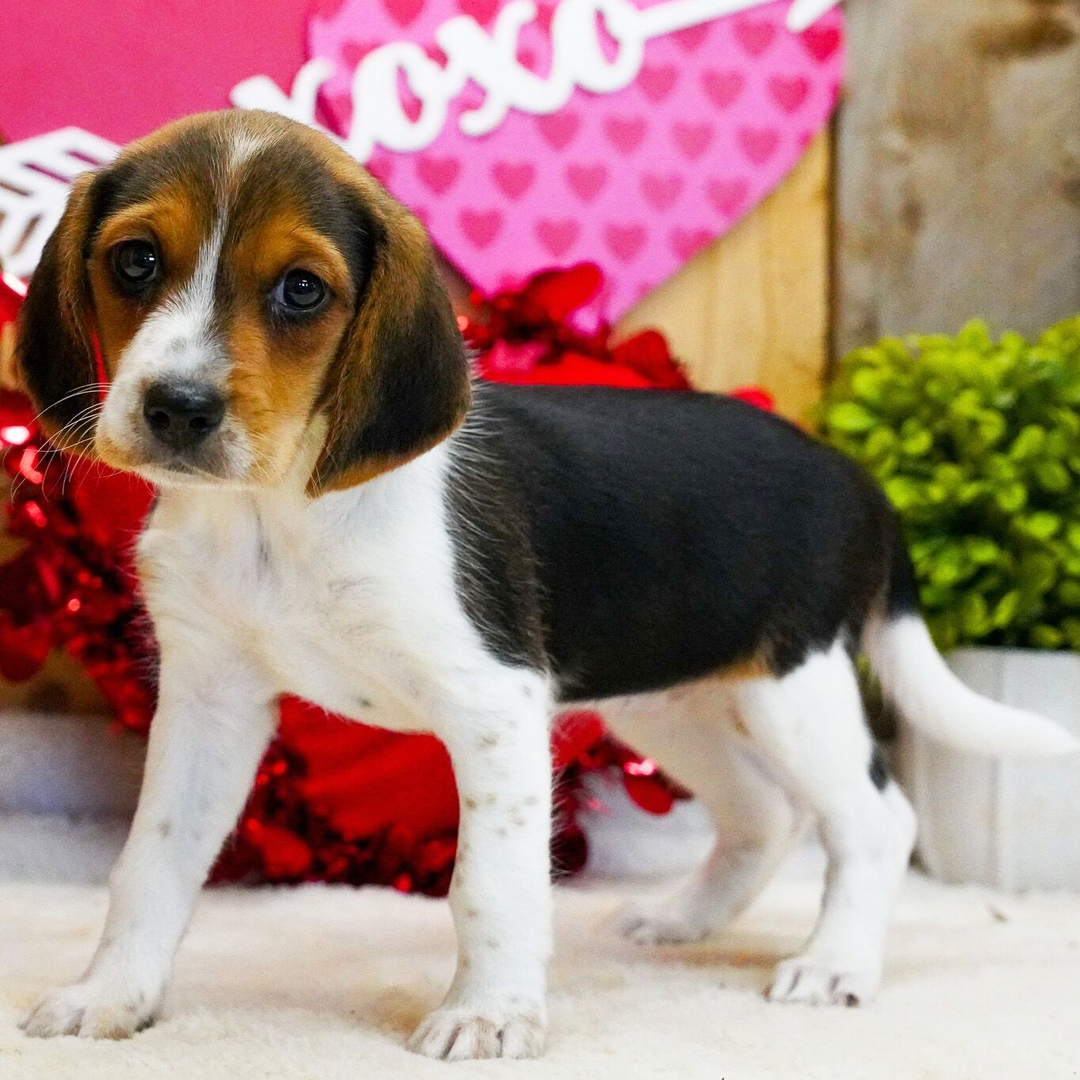 Penny Female Penny ( Hembra ) - Imagen 1