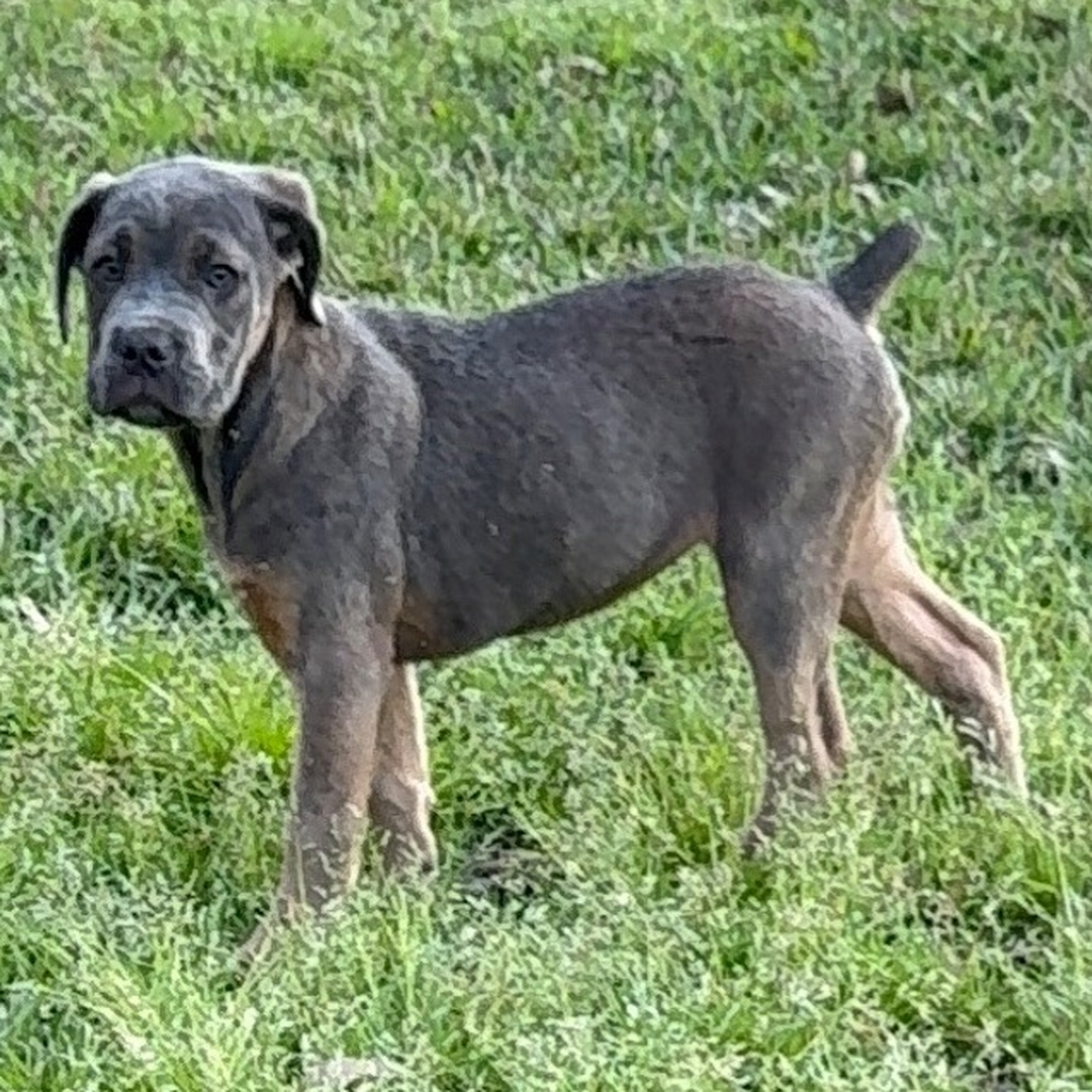 Pinkaa Female Pinkaa ( Hembra ) - Imagen 1
