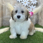 Pippin ( Macho )