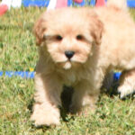 Porter ( Macho )