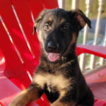 Prancer ( Macho )