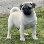 Pudgy ( Macho )
