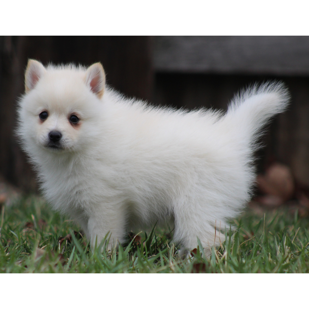 Raphael Male Raphael ( Macho ) - Imagen 1