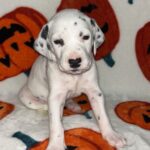 Reeses ( Macho )