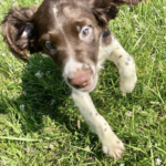 Rio (Macho )