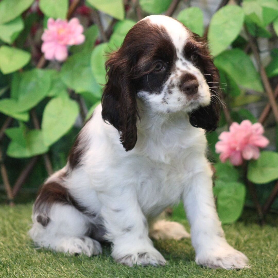 Roxy Female Roxy ( Hembra ) - Imagen 1