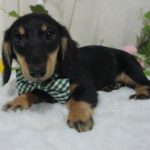 Rudolphe ( Macho )