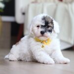 Sam ( Macho )