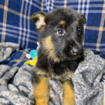 Scout ( Macho )