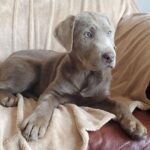 Silver ( Hembra )