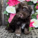 Snickers ( Macho )