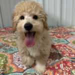Snoopy ( Macho )