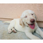 Sunny ( Macho )