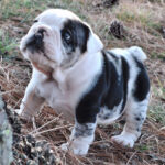 Tank ( Macho )