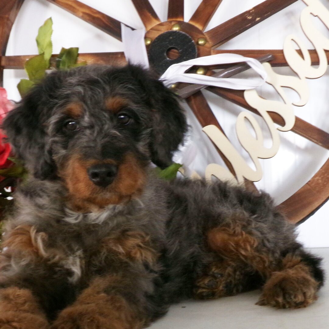Timmy Male Timmy ( Macho ) - Imagen 1
