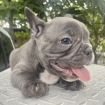 Tomy ( Macho )