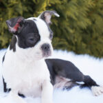 Tyson ( Macho )