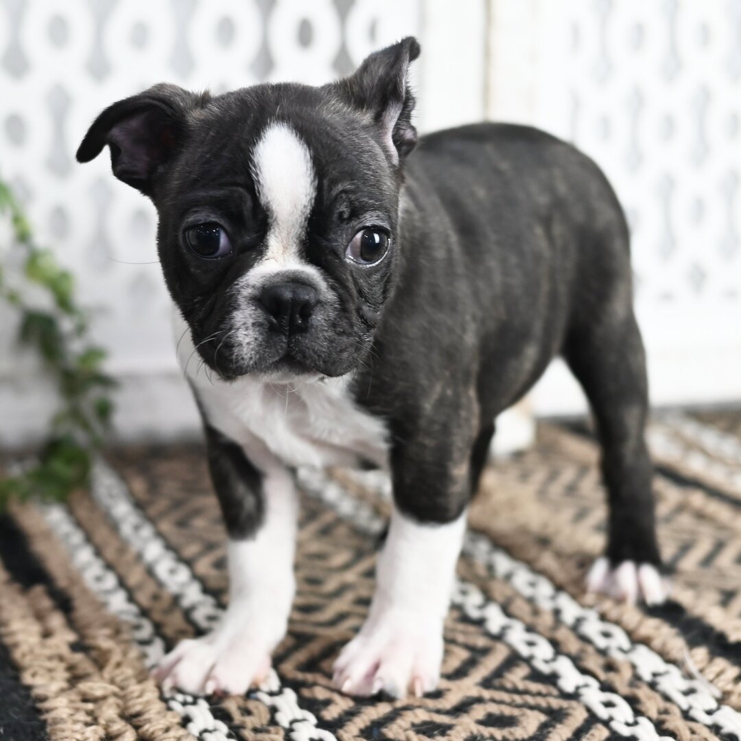 Walter Male Walter ( Macho ) - Imagen 1