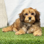 Whiskey ( Macho )