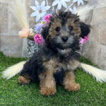 Wiggles ( Macho )