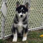 Willow ( Hembra )