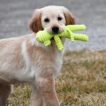 Winnie Rose ( Hembra )