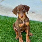 Xena ( Hembra )