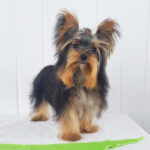 Sparky (Macho )